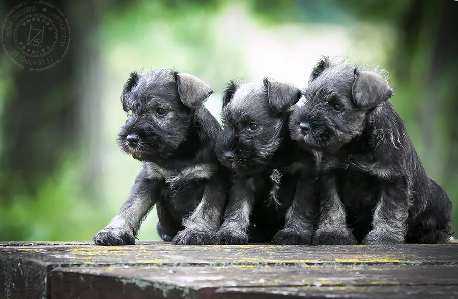 Sempiternal Fame Schnauzer Kennel - Fejér County pet otel