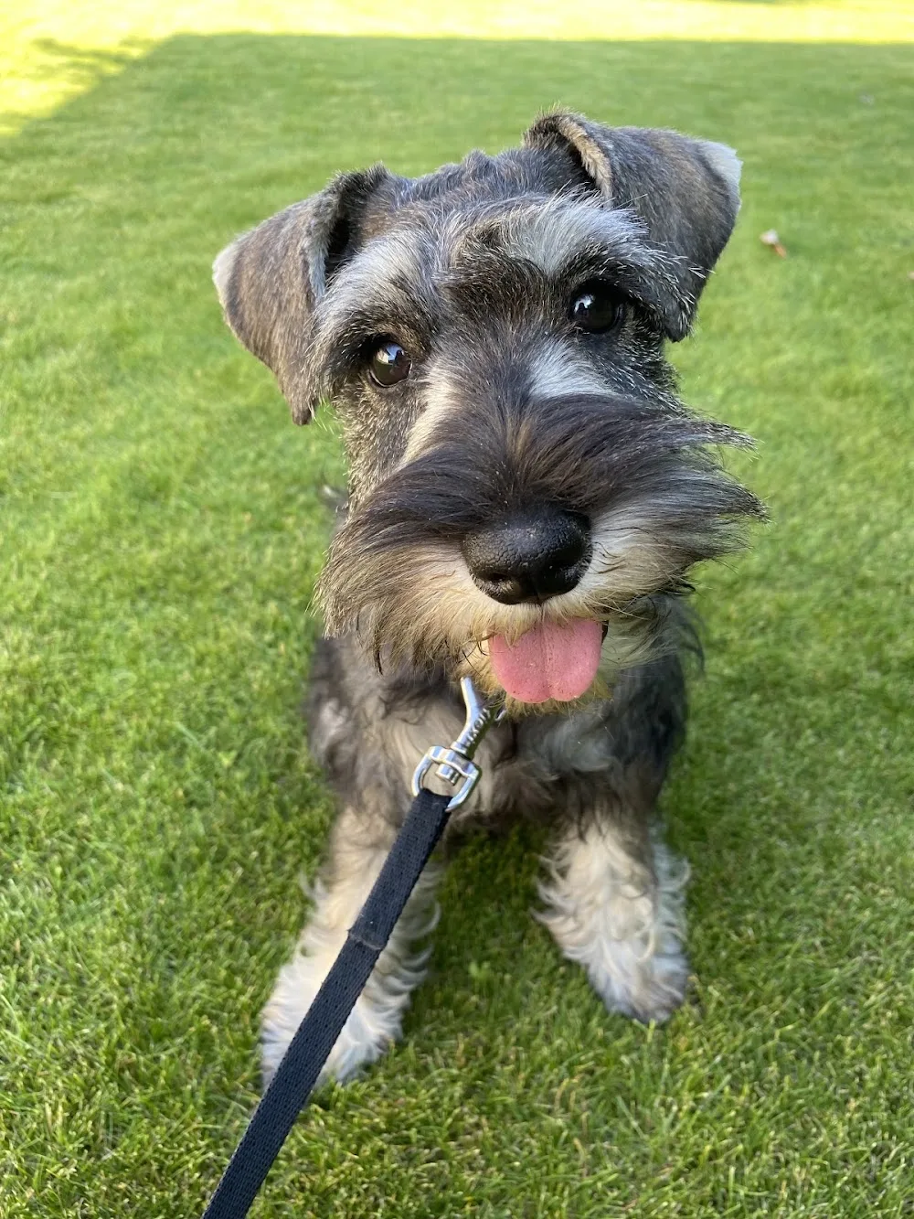 Sempiternal Fame Schnauzer Kennel - Fejér County pet otel görseli 3