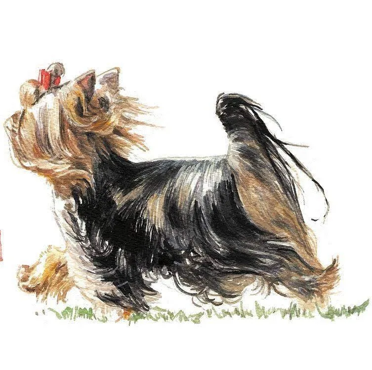 Sempiternal Fame Schnauzer Kennel - Fejér County pet otel görseli 12