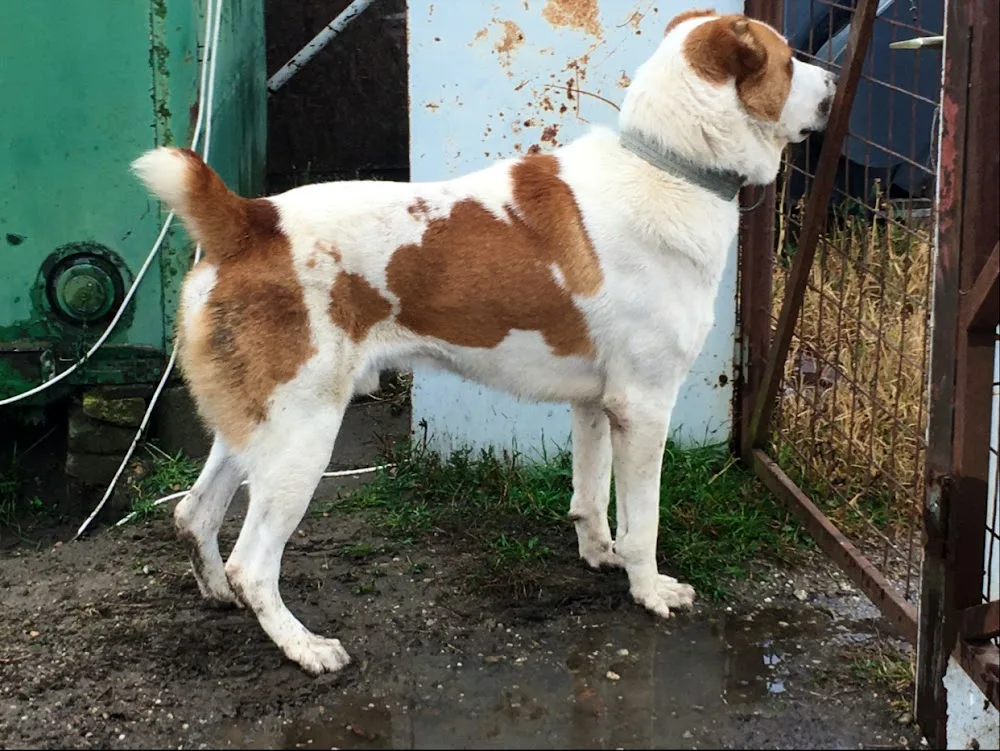 Székely tanya (Székelyföld őre kennel)Közép Ázsiai Juhászkutya - Fejér County pet otel