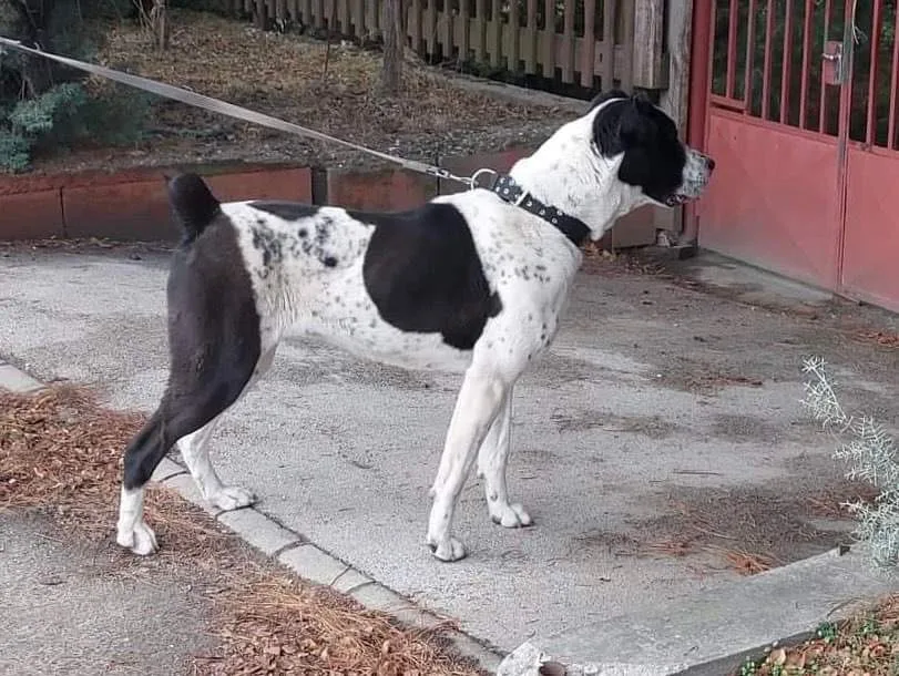 Székely tanya (Székelyföld őre kennel)Közép Ázsiai Juhászkutya - Fejér County pet otel görseli 3