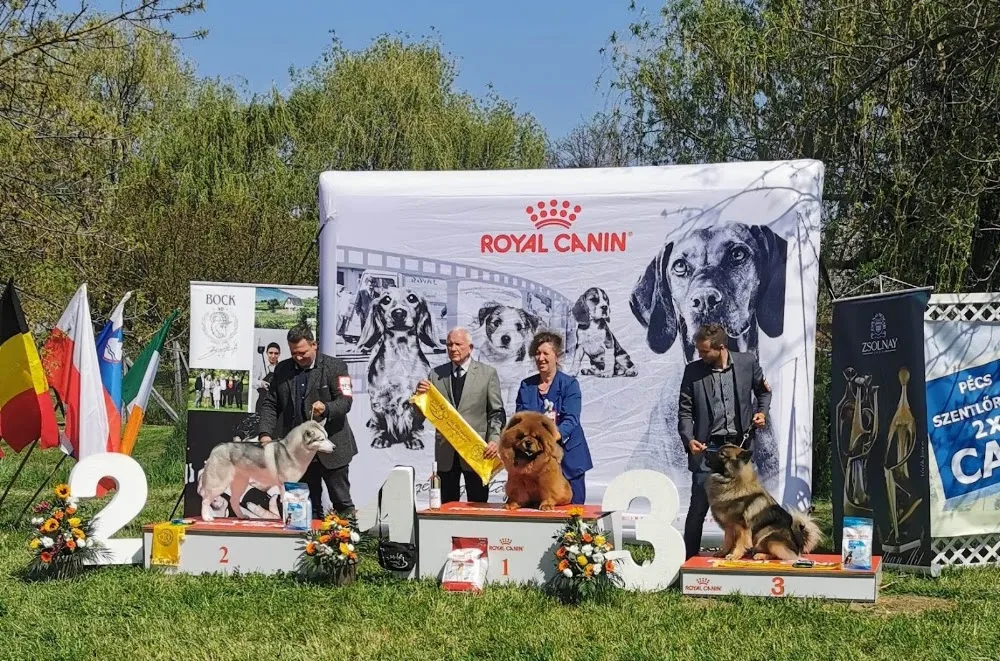Tuti Szigeti csau-csau chow-chow FCI kennel - Fejér County pet otel