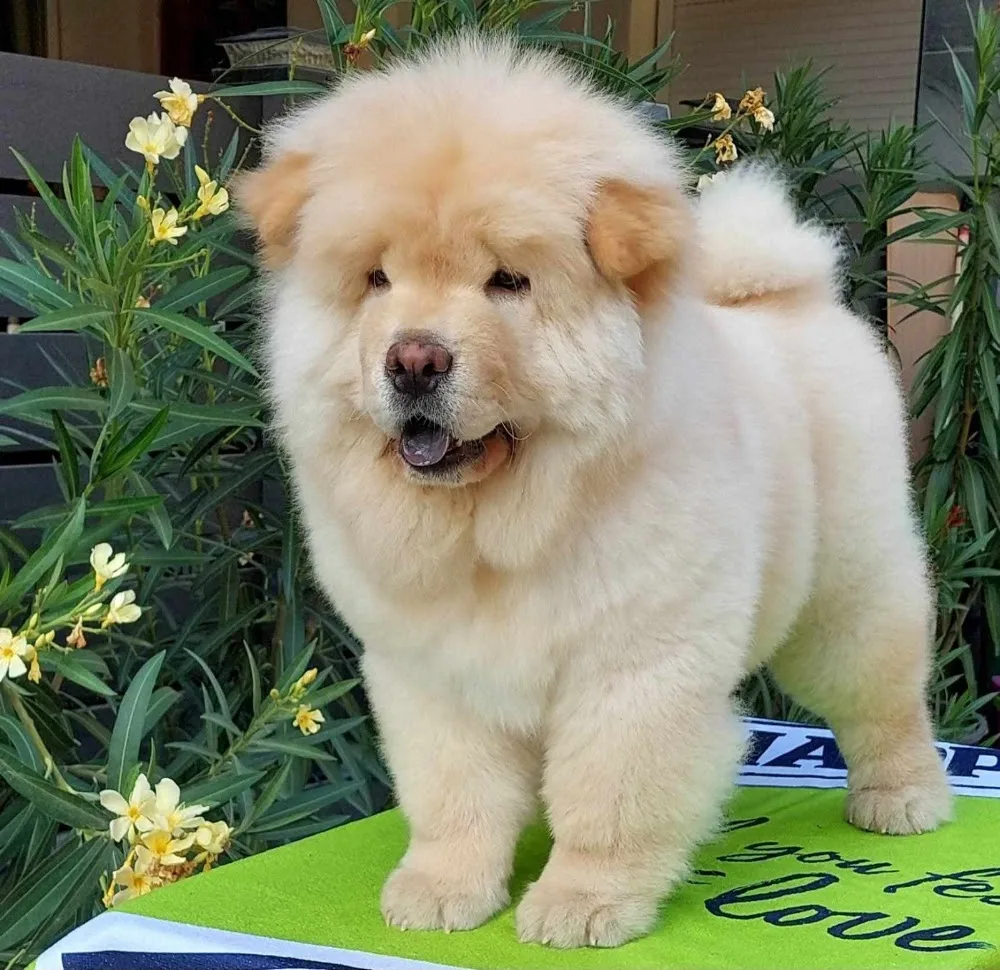 Tuti Szigeti csau-csau chow-chow FCI kennel - Fejér County pet otel görseli 3