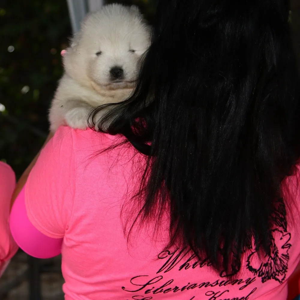 White Siberian Samoyed Kennel - Fejér County pet otel