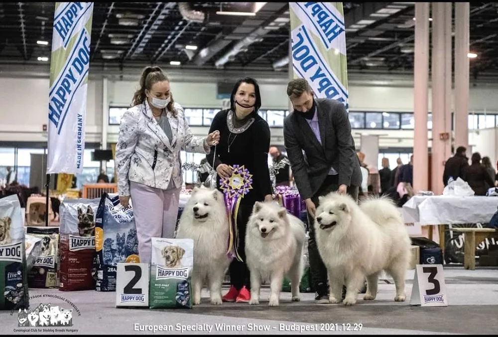 White Siberian Samoyed Kennel - Fejér County pet otel görseli 3