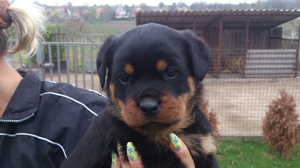 Wiengraber kennel - Fejér County pet otel görseli 6