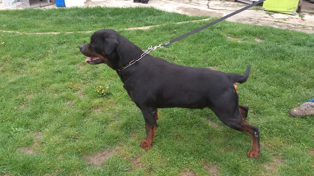 Wiengraber kennel - Fejér County pet otel görseli 7
