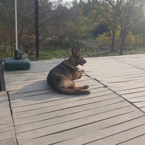 Wiengraber kennel - Fejér County pet otel görseli 8