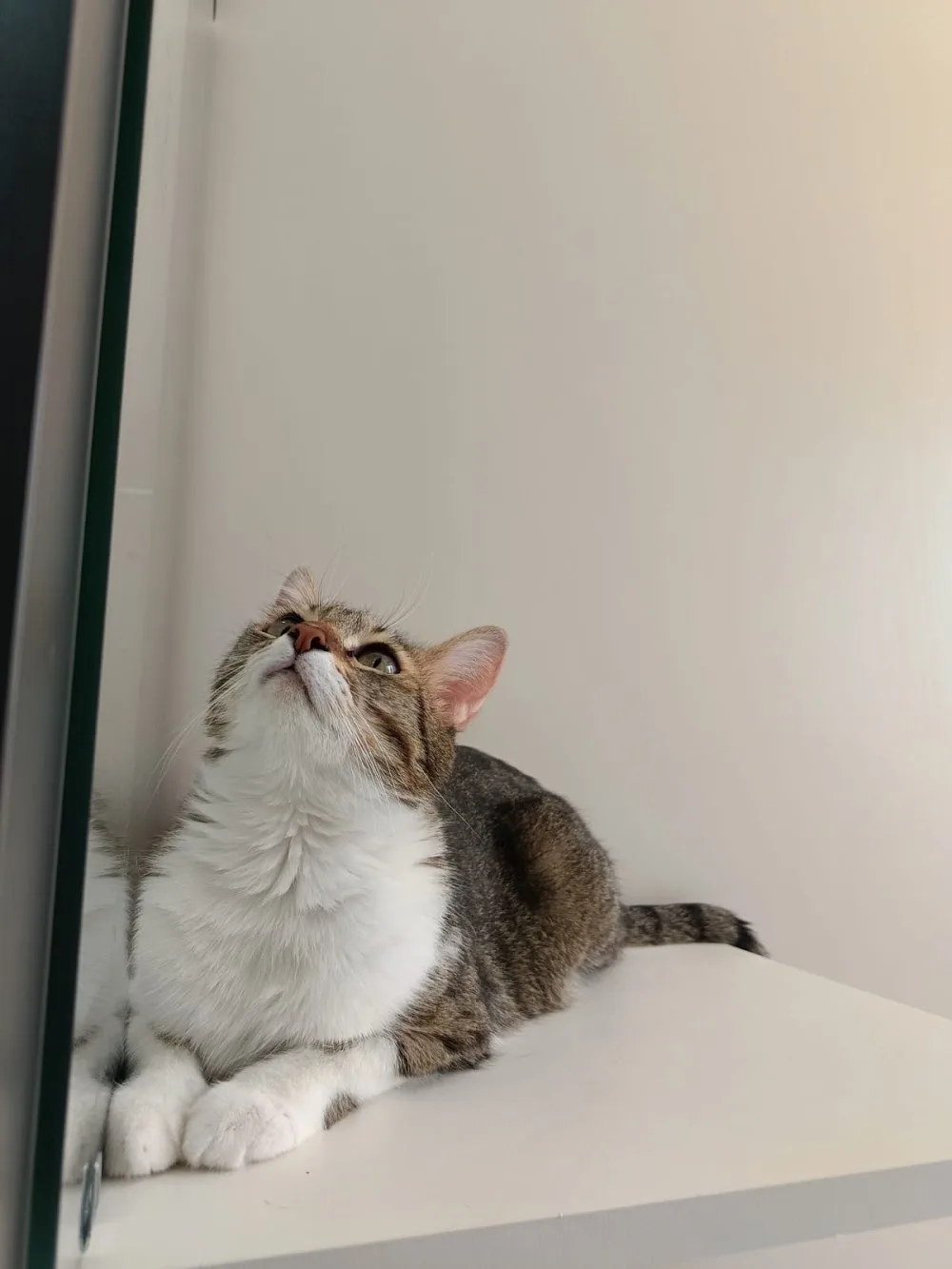 Felis Kedi Oteli Etimesgut - Ankara pet otel