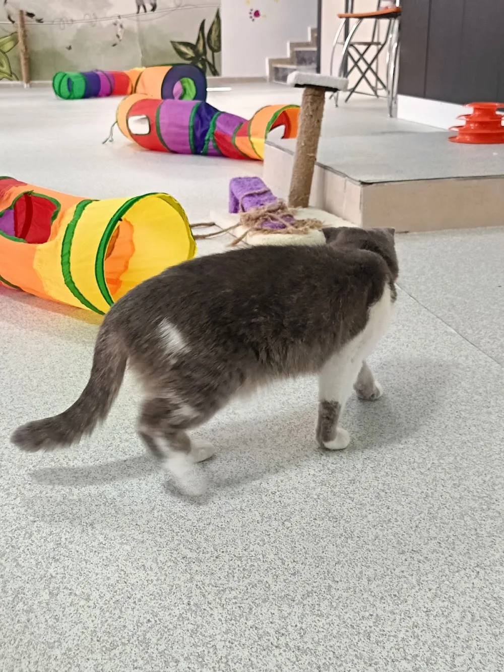 Felis Kedi Oteli Etimesgut - Ankara pet otel görseli 3