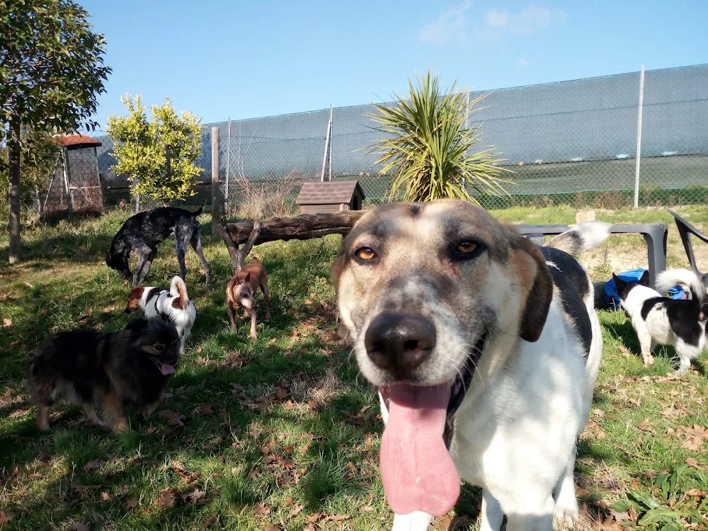 Animal Village Kennel - Fermo pet otel