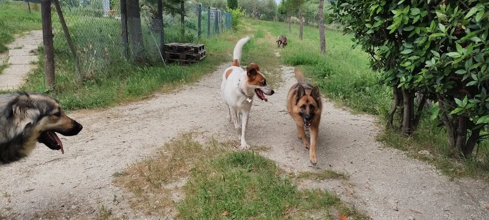 Animal Village Kennel - Fermo pet otel görseli 3