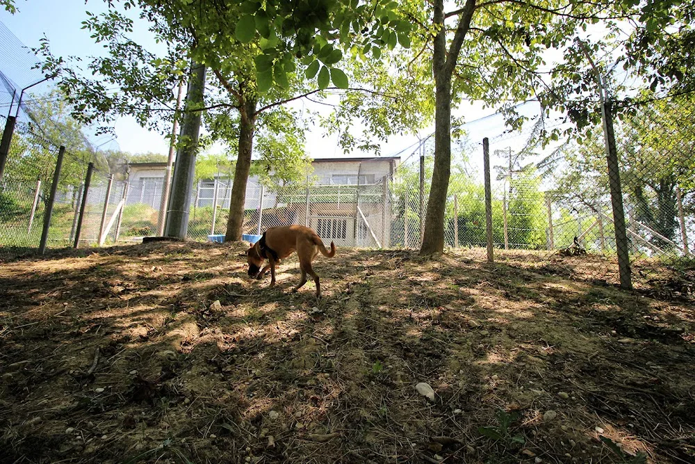 Attila e Toby - Hotel per Animali - Fermo pet otel