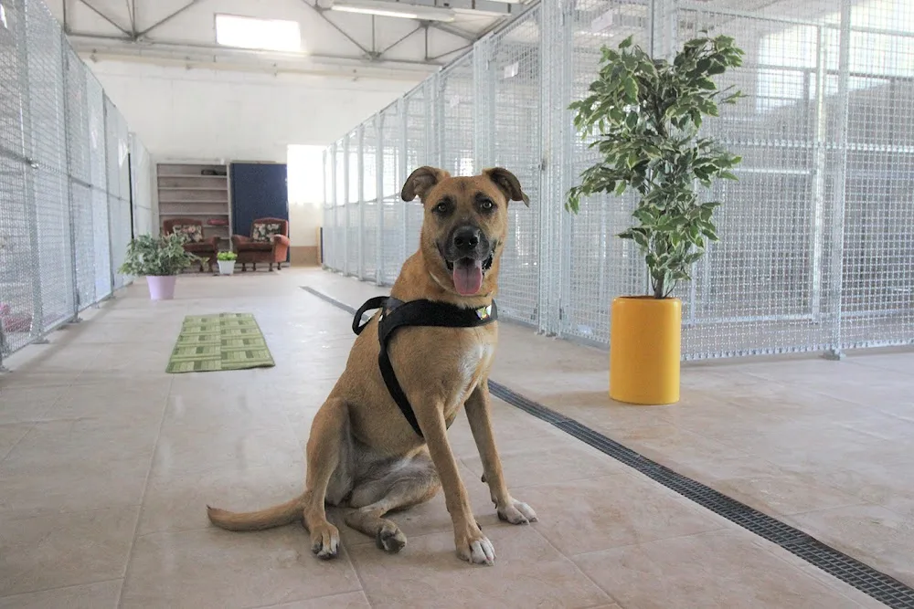 Attila e Toby - Hotel per Animali - Fermo pet otel görseli 3