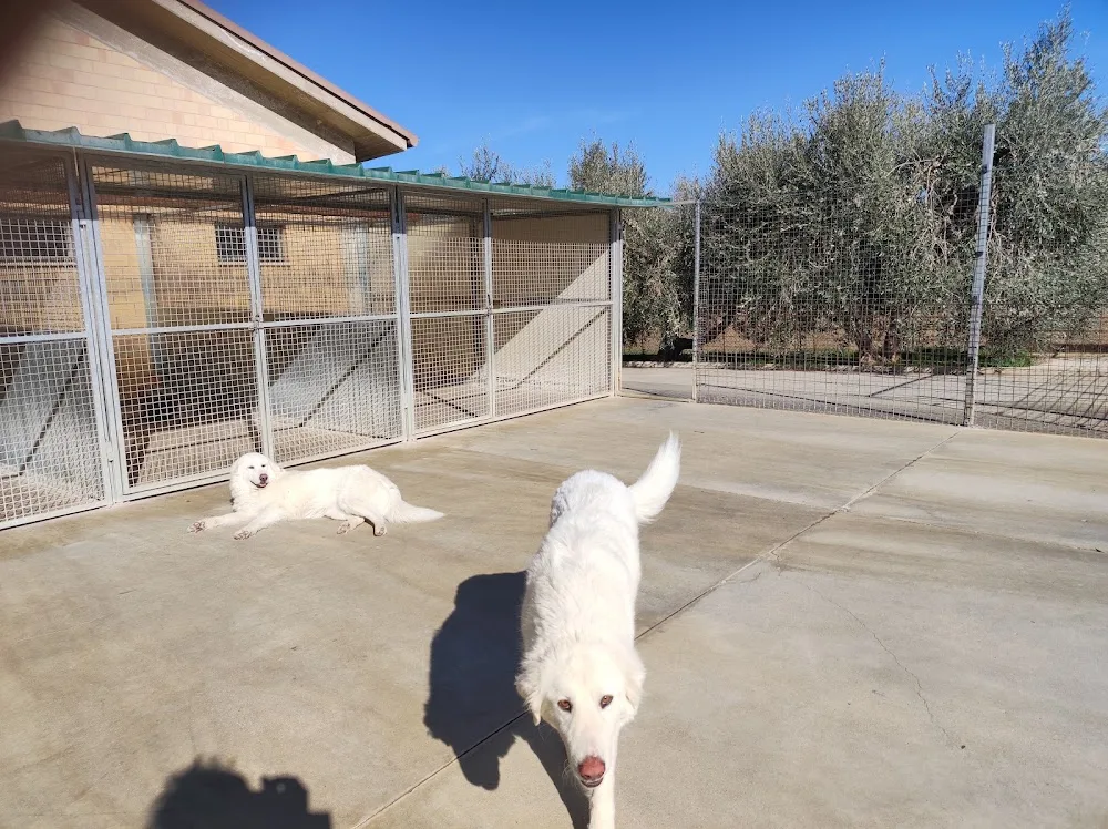 Pensione per Cani e Gatti di Cecchi - Fermo pet otel görseli 3