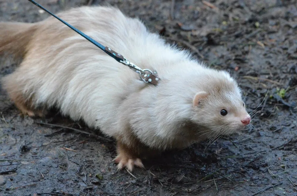 Blue Ferret Boarding - Ferryhill pet otel