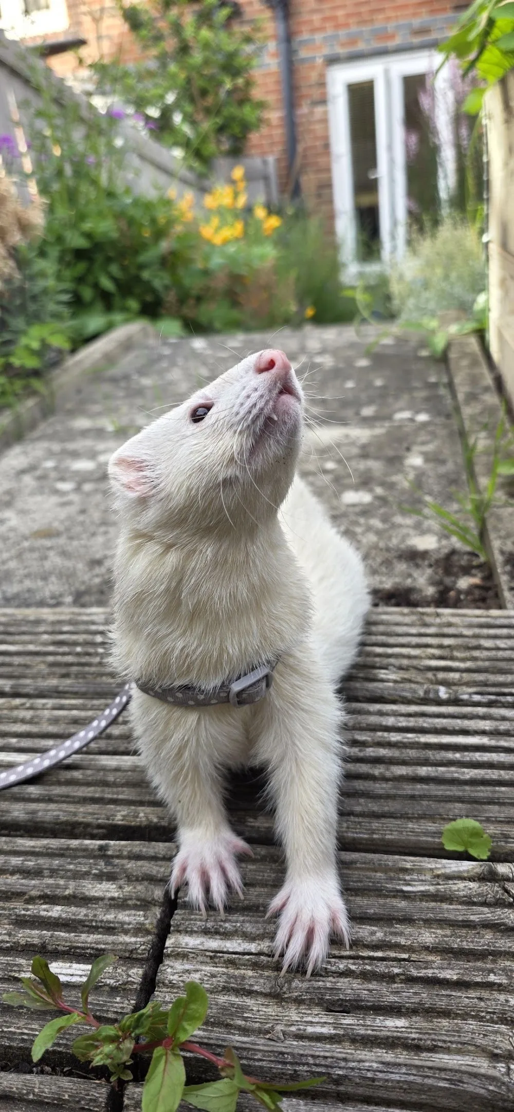 Blue Ferret Boarding - Ferryhill pet otel görseli 3