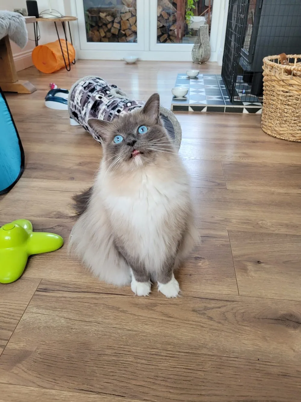 Durham Cat Hotel - Ferryhill pet otel
