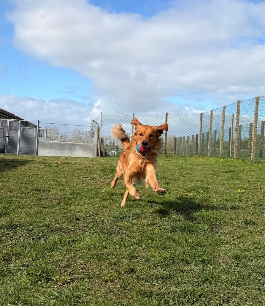 Foxton Wood Boarding Kennels - Ferryhill pet otel