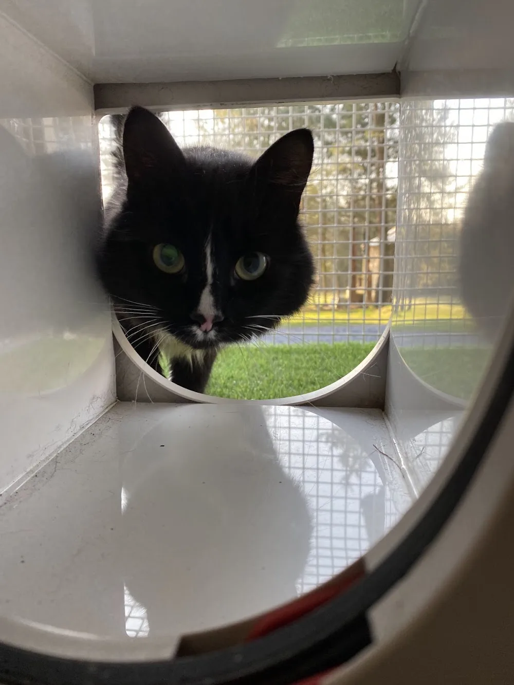 Greenfield Lodge Cattery - Ferryhill pet otel görseli 3