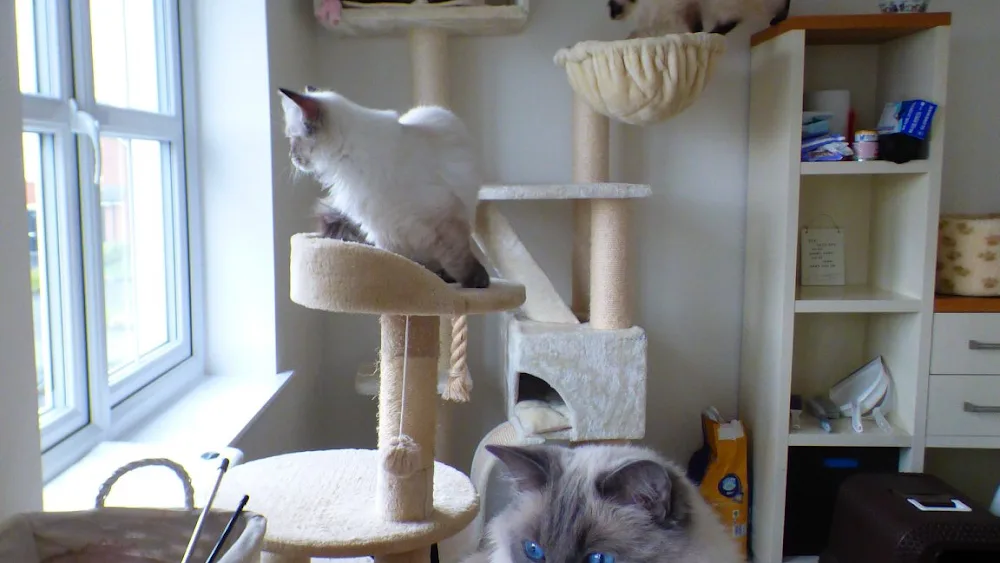 Katie's Luxury Cat Hotel - Ferryhill pet otel görseli 2