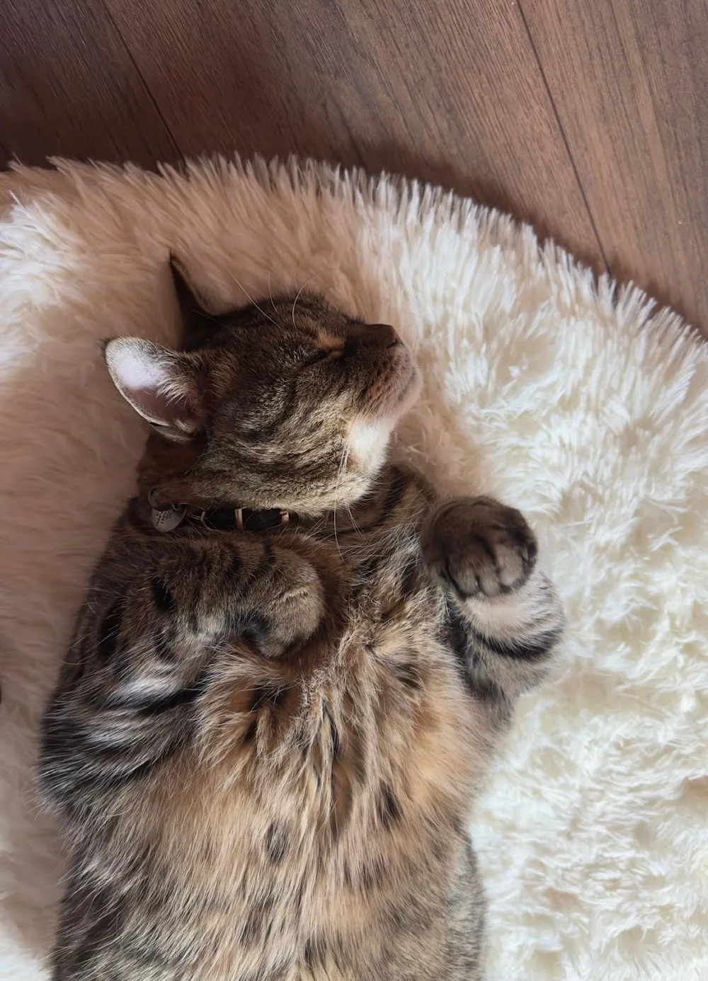 Katie's Luxury Cat Hotel - Ferryhill pet otel görseli 3