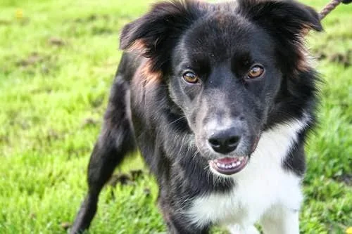 Little Moor Farm Boarding Kennels & Cattery - Ferryhill pet otel görseli 3