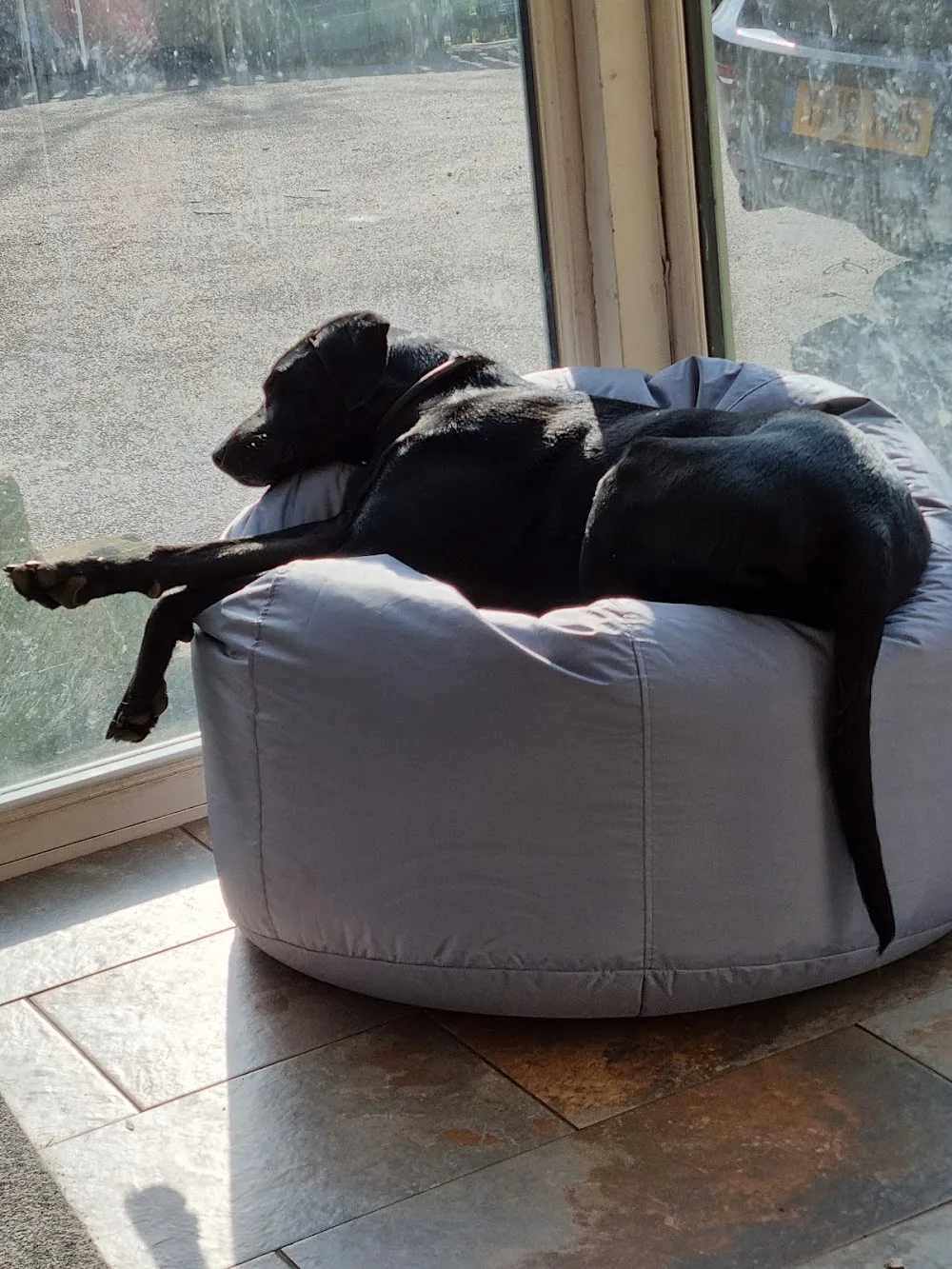 Petz 1st - Dog Daycare & Home Boarding in County Durham - Ferryhill pet otel