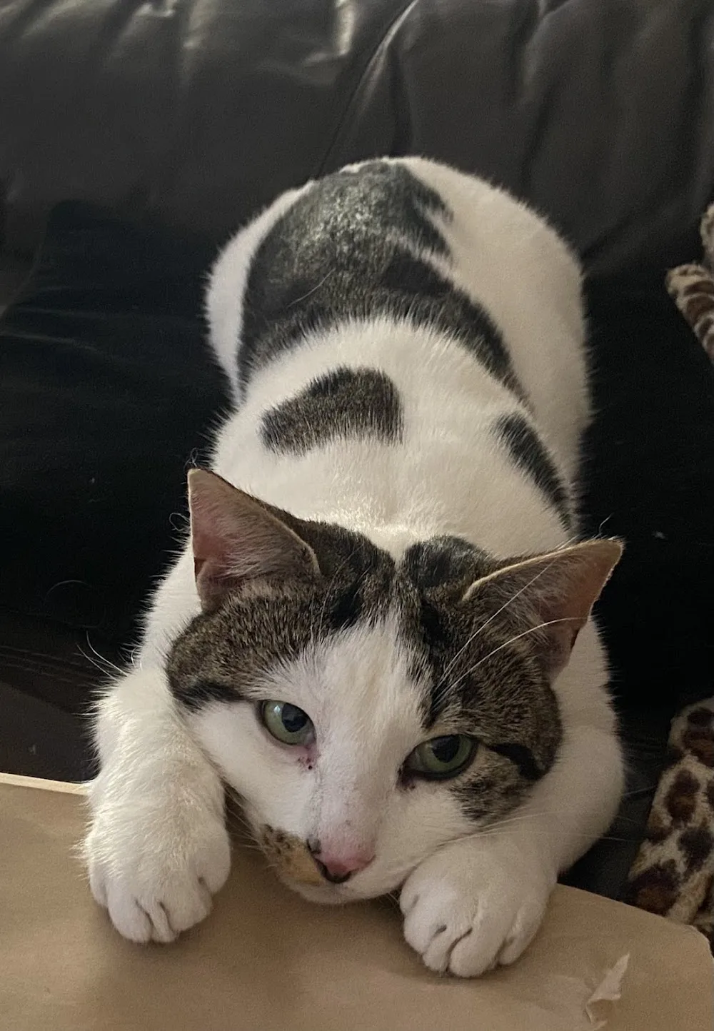 Rainton Gate Luxury Cats' Hotel - Ferryhill pet otel