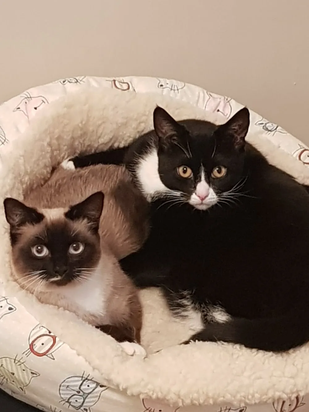 Rainton Gate Luxury Cats' Hotel - Ferryhill pet otel görseli 3