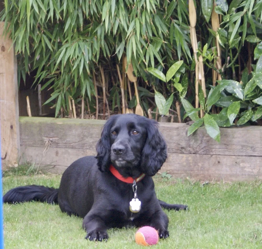 Stark Treks - Dog Boarding & Daycare - Ferryhill pet otel