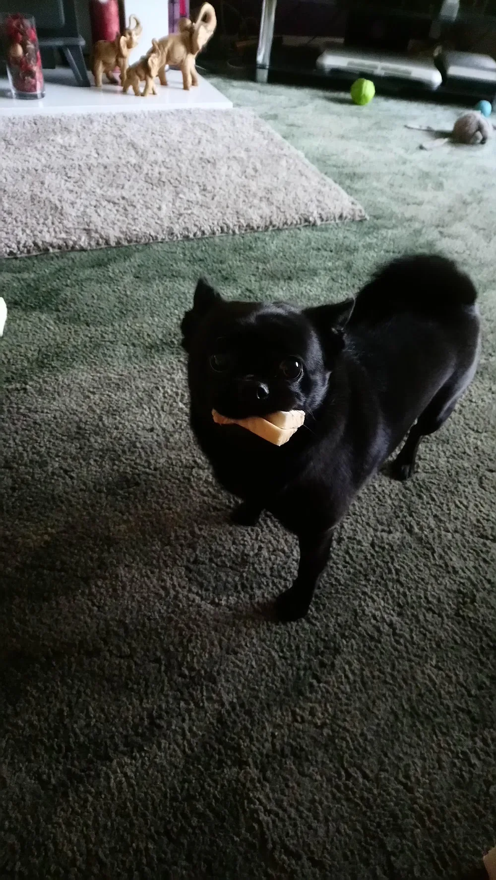 The Barkary - Boarding, Daycare & Grooming - Ferryhill pet otel