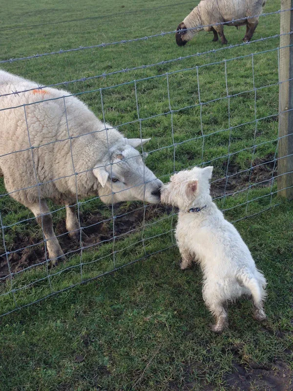 Wagtails Farm Stay Kennels - Ferryhill pet otel