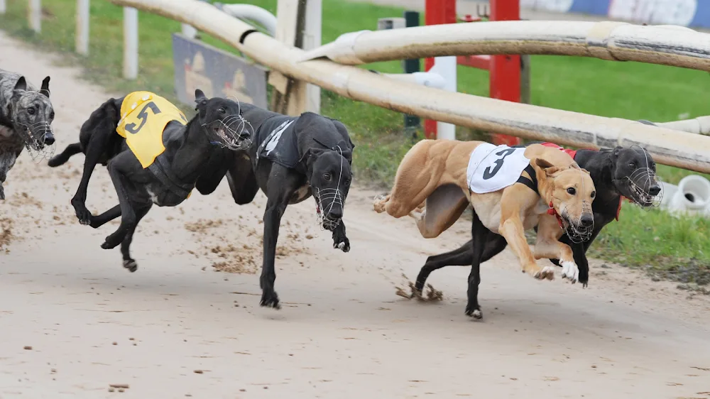 Yvonne Bell Greyhounds - Ferryhill pet otel görseli 2