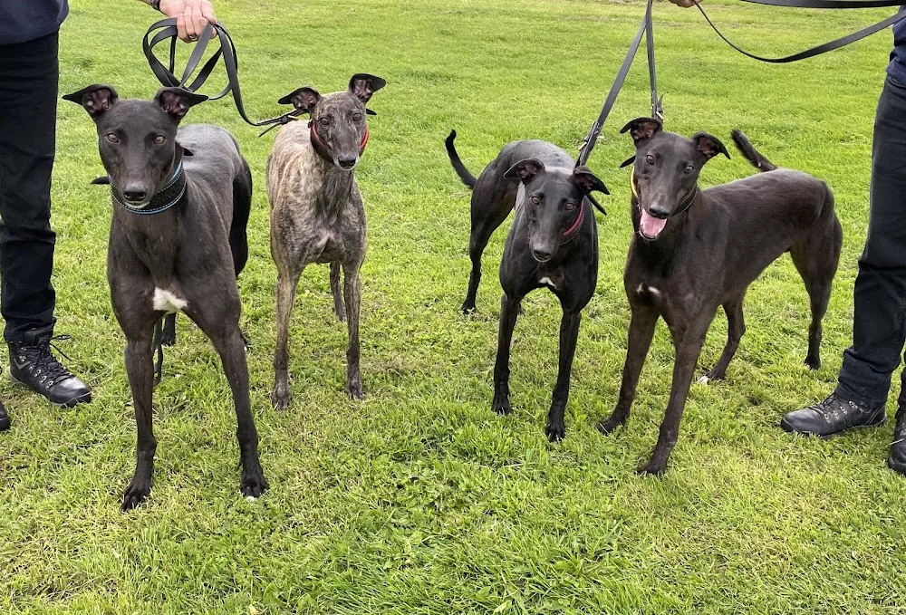 Yvonne Bell Greyhounds - Ferryhill pet otel görseli 3