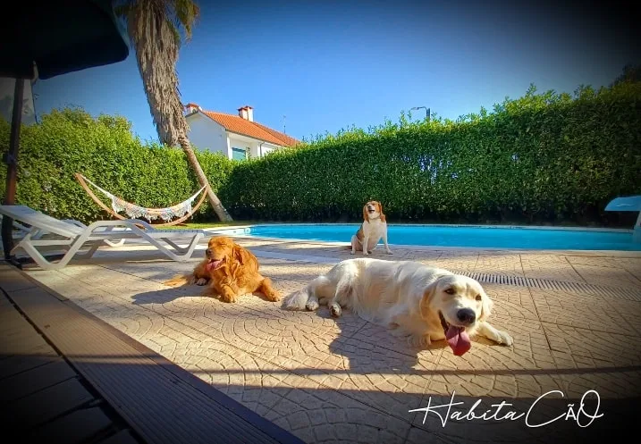 Hotel Canino HabitaCão - Fiães pet otel görseli 3