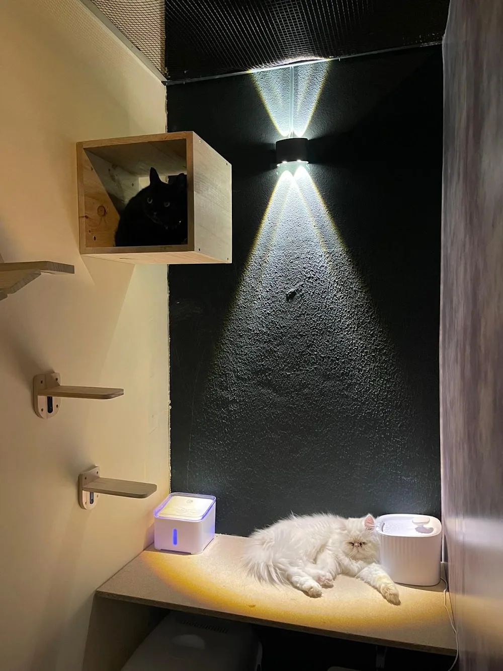 Pets House - Hotel Cães & Gatos | Creche Canina | Banhos & Tosquias - Fiães pet otel görseli 3