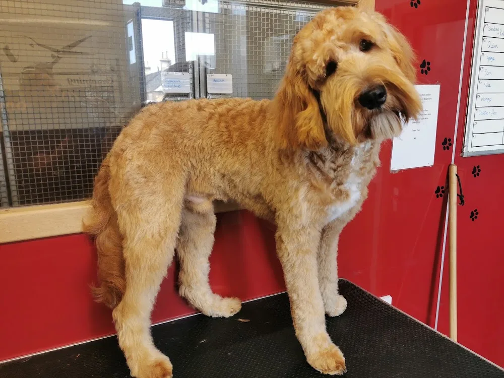 K 9 Grooming & Boarding Kennels - Fife pet otel görseli 3