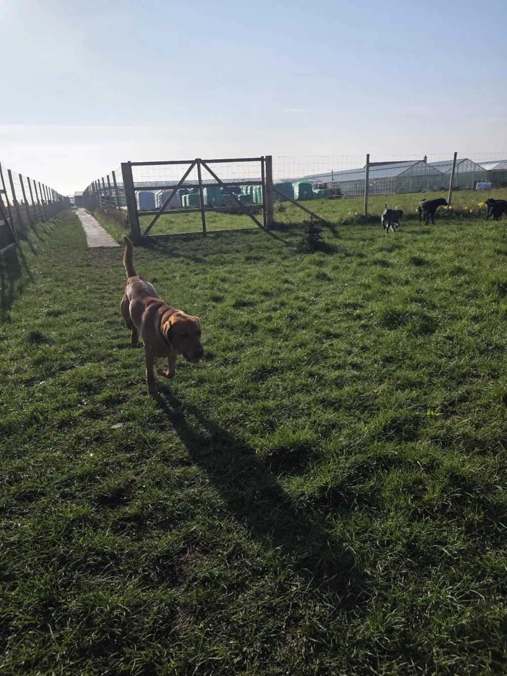 Pathhead Boarding Kennels East Neuk of Fife - Fife pet otel
