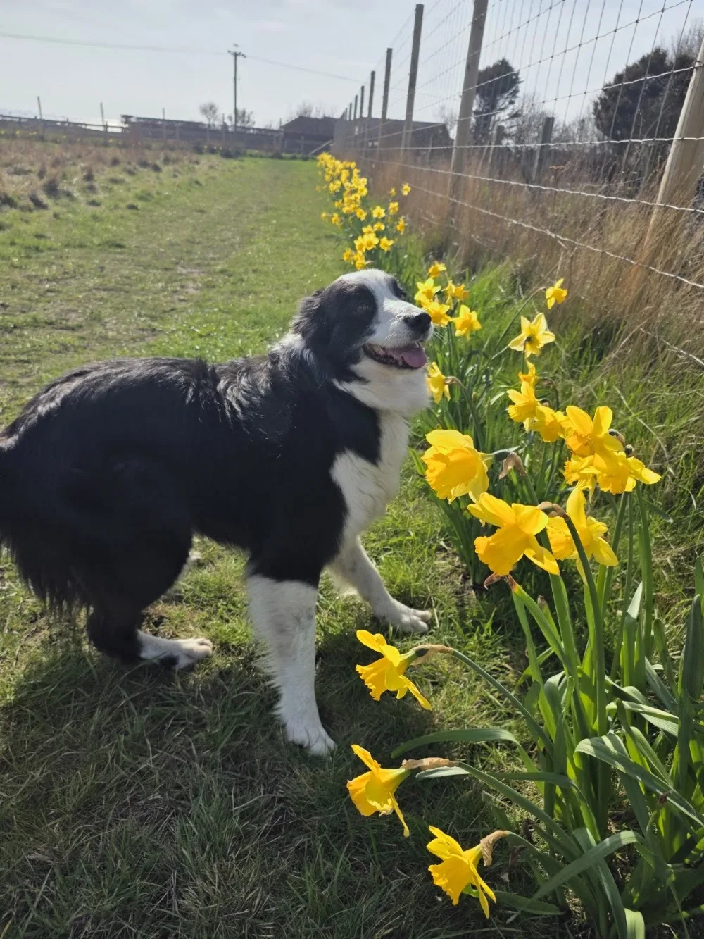 Pathhead Boarding Kennels East Neuk of Fife - Fife pet otel görseli 3