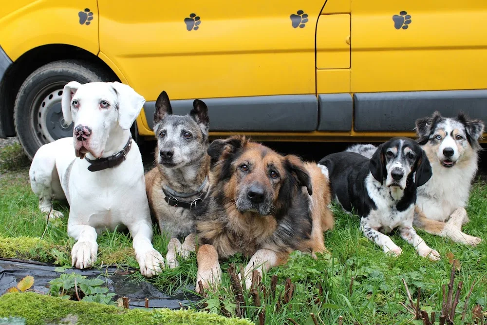 ABC Chien - Finistère pet otel görseli 6