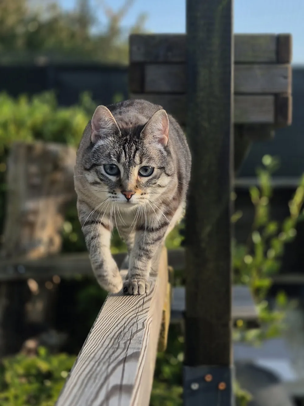 CarineTamarat pension féline et pet sitter - Finistère pet otel