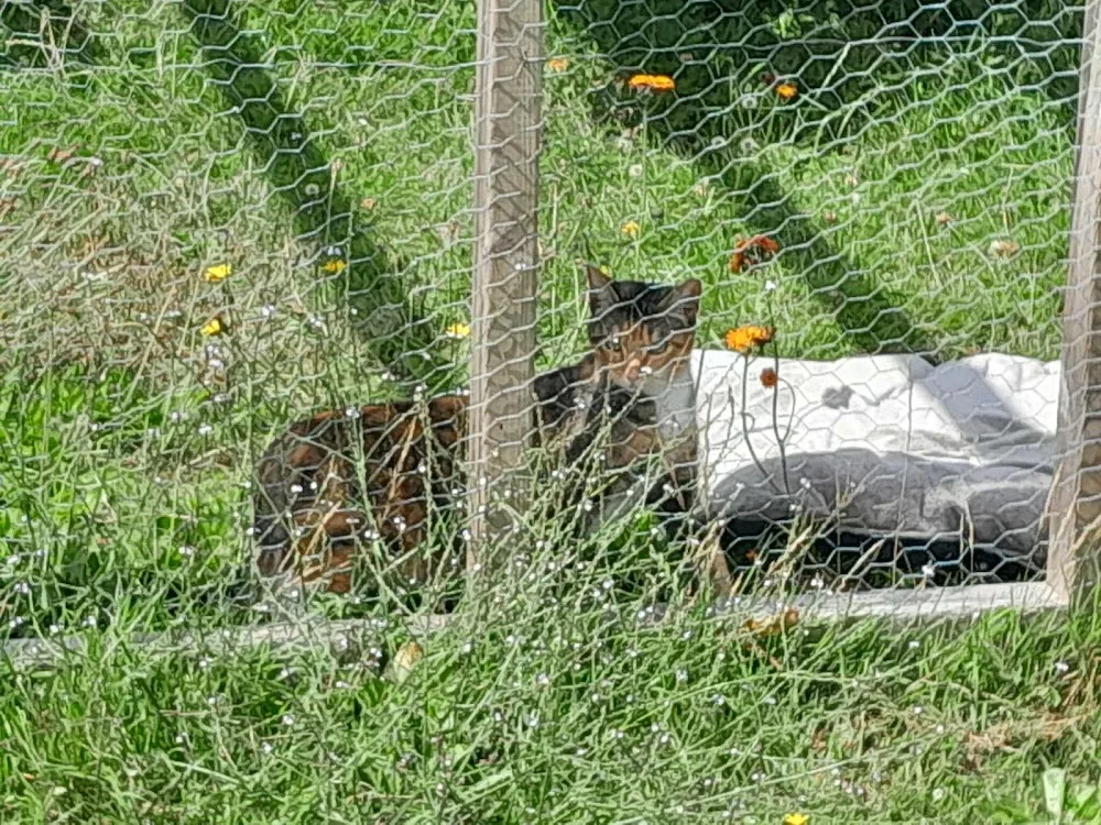 Félins pour l'hôte - Finistère pet otel