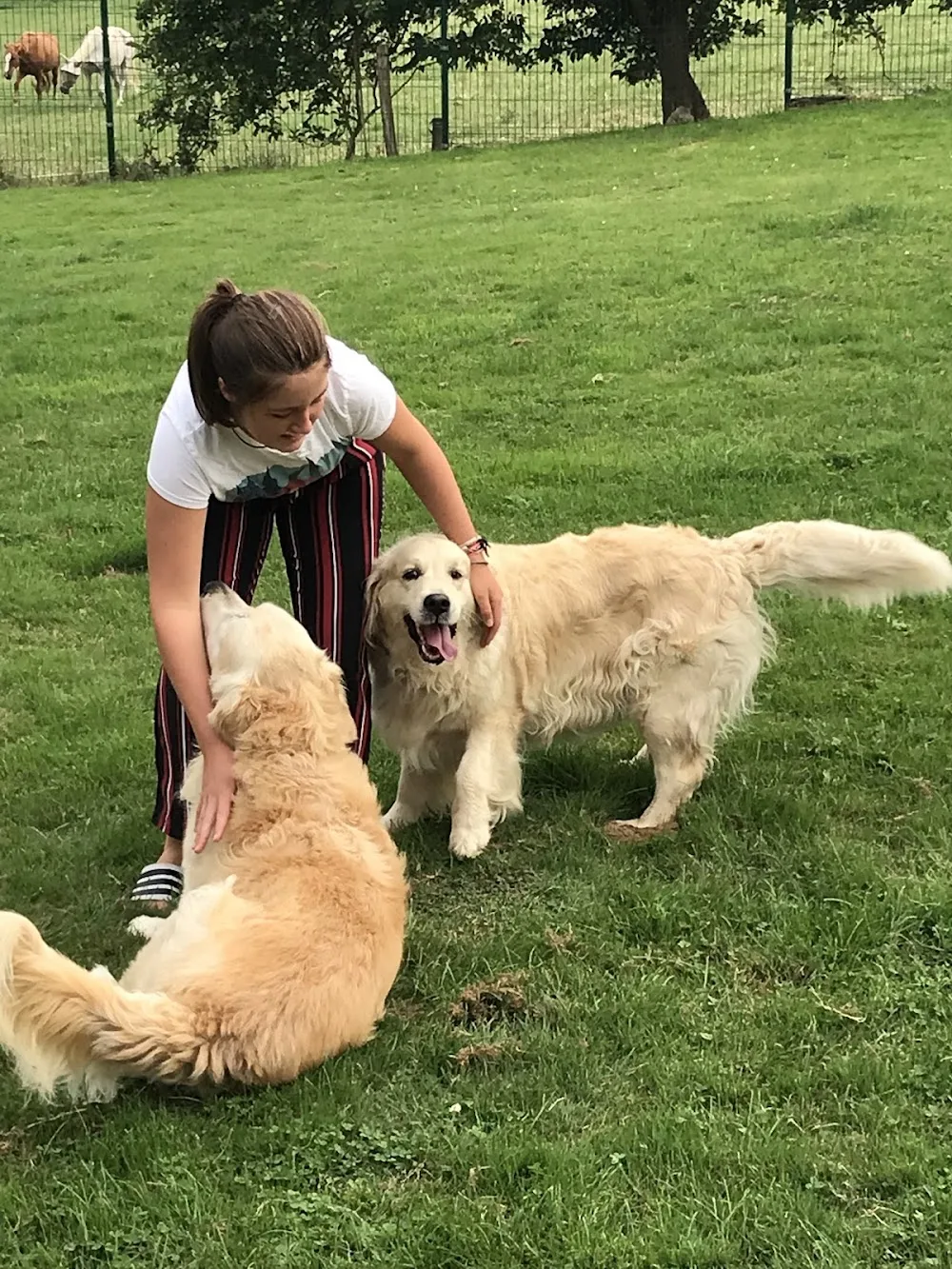 LA COMPAGNIE CANINE - Finistère pet otel