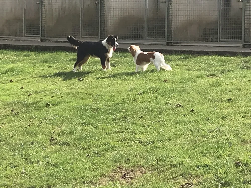 LA COMPAGNIE CANINE - Finistère pet otel görseli 7