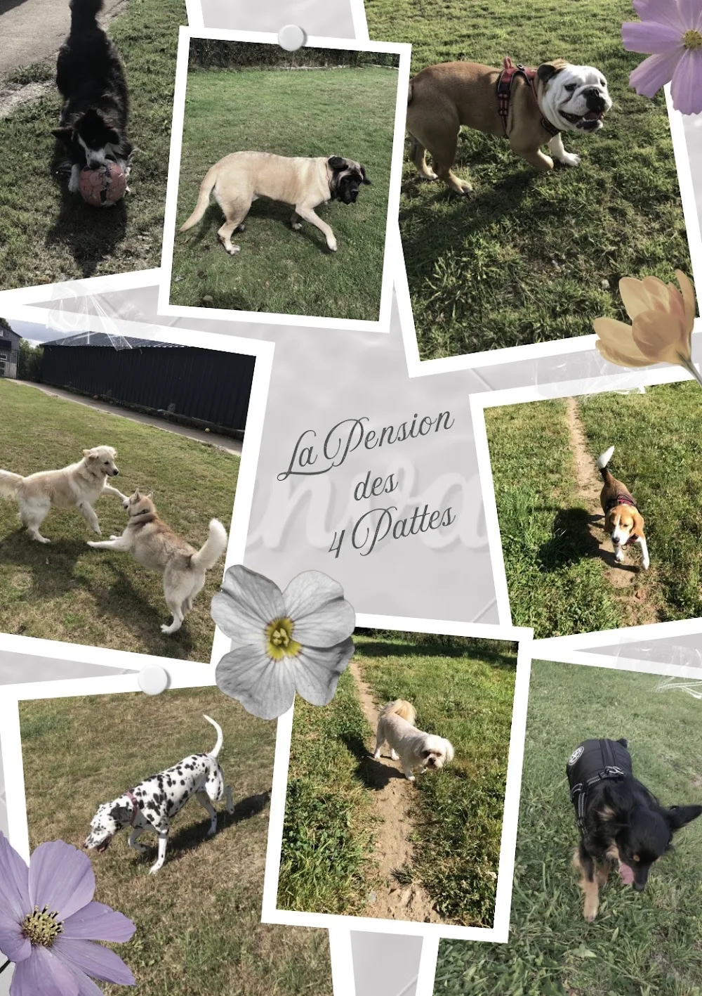 La Pension des 4 pattes - Finistère pet otel görseli 3
