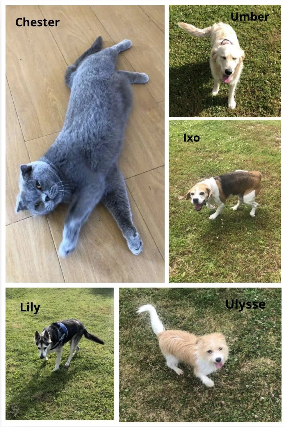 La Pension des 4 pattes - Finistère pet otel görseli 6