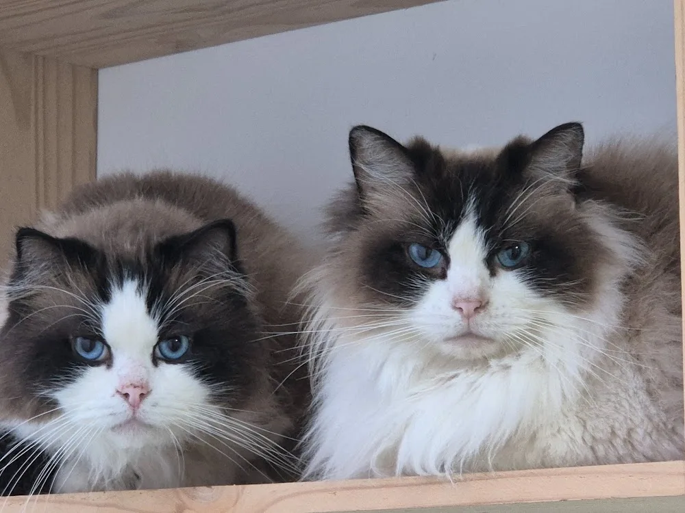 Le domaine de kerdusval animalerie et pension pour chiens et chats - Finistère pet otel görseli 3