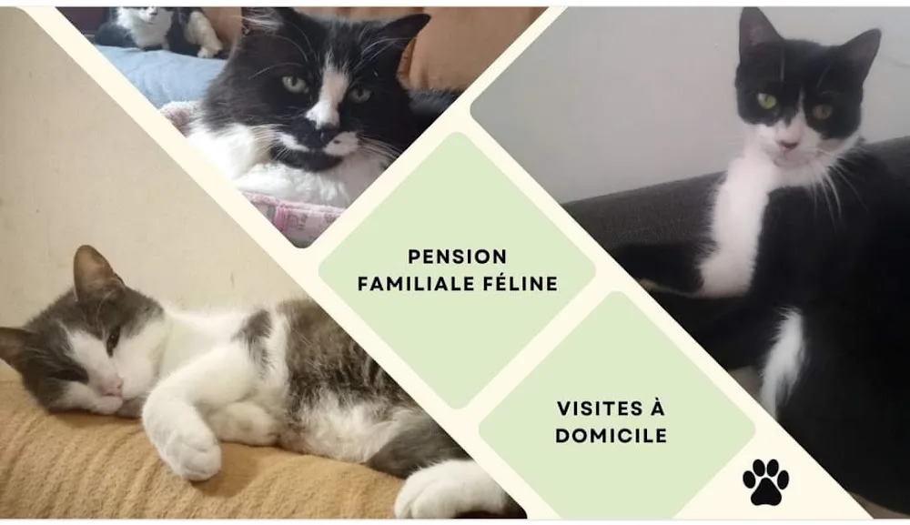 Les Copains d'Astro - Finistère pet otel görseli 2
