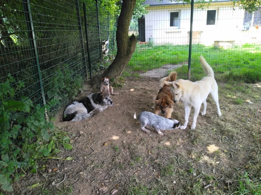 Pension canine De Viknane - Finistère pet otel
